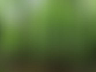 新潟の美人林に