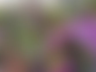 わが家の花(クリスマスローズ)