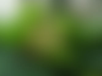 わが家の花 117