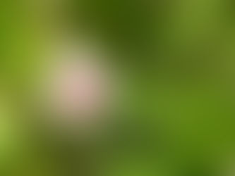 わが家の花(雑草など)