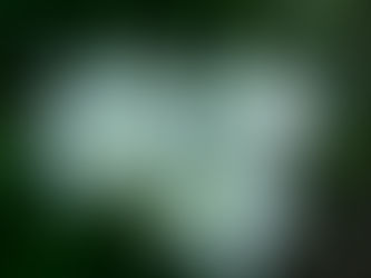 わが家の花 211