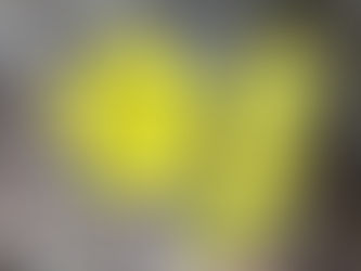 わが家の花(キバナオオカタバミ)