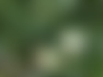 わが家の花(小菊)