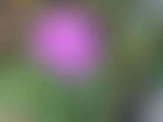 わが家の花(河原撫子)