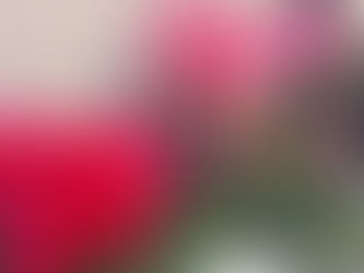 わが家の花(シクラメン)