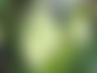 わが家の花(クレマチス)