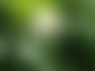 我が家の花 32