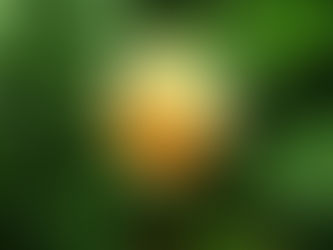 我が家の花 55