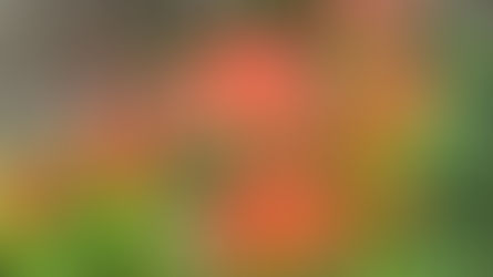 本日「ピアノで楽しく」開催いたします
