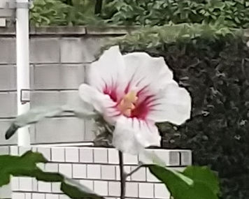 本日ケアラーズカフェdiePauseをオープンいたします