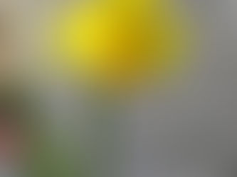 わが家の花(黄水仙)