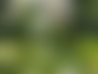 わが家の花(カサブランカ)
