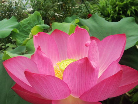 わが家の花 114
