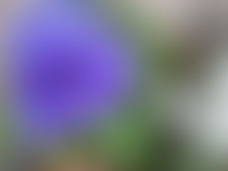 わが家の花(パンジー)