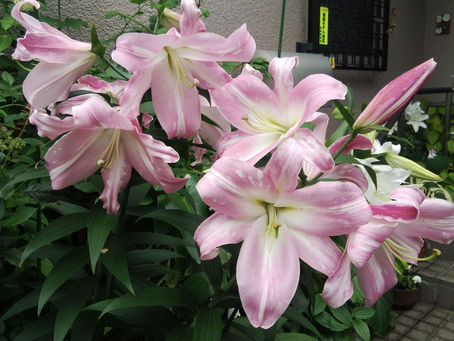 我が家の花 89