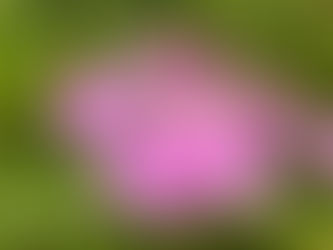 わが家の花(額紫陽花)