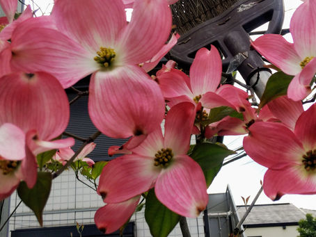 我が家の花 18