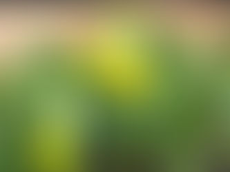 わが家の花(黄水仙)