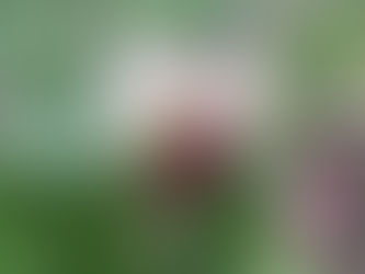 わが)の花((莢豌豆)