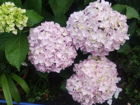 我が家の花 63