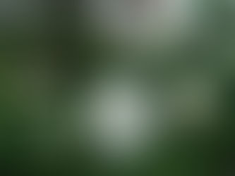 我が家の花 44