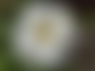 わが家の花(アイスバーグ)