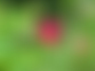 8月になりました。