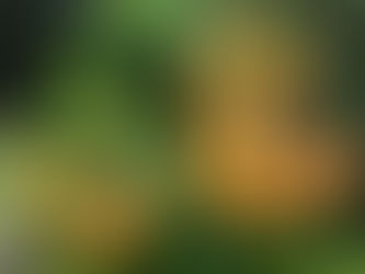 我が家の花 100