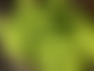 わが家の花(菜の花)