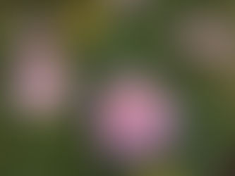 わが家の花(ダリア)