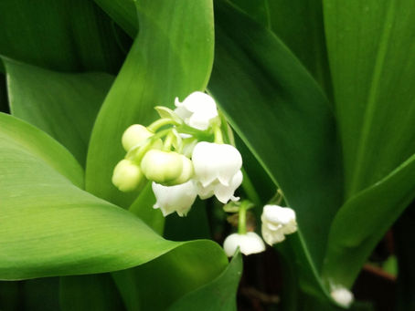 我が家の花 20