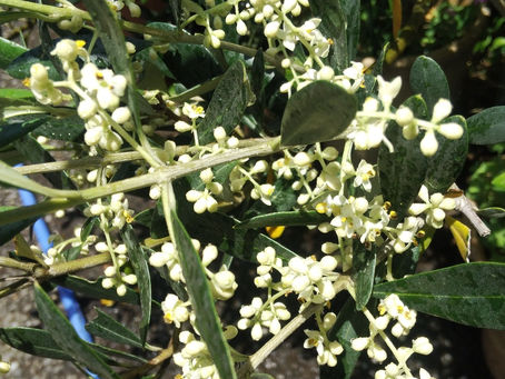我が家の花 42