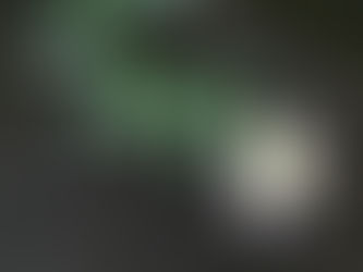 わが家の花 151