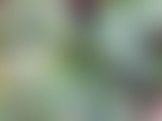 わが家の花(シヨウジヨウバカマ)