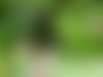 わが家の花 152