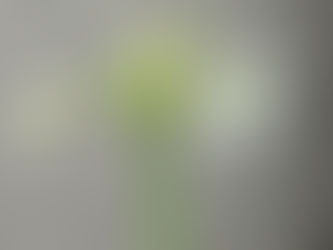 わが家の花(ノリウツギ)