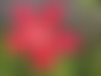 わが家の花(モミジアオイ)