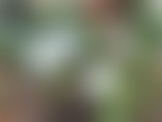 わが家の花(チオノドクサ)