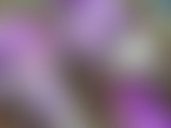 わが家の花(クロッカス)