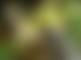 わが家の花 149