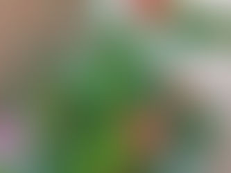 わが家の花(千両)
