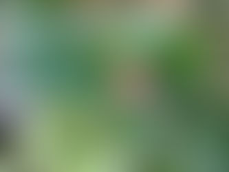 わが家の花(山茶花)