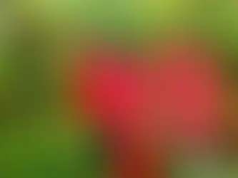 わが家の花(彼岸花)