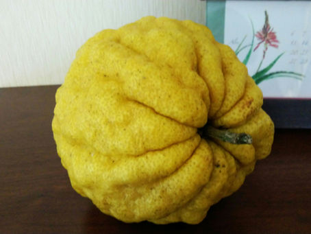 わが家の花 215