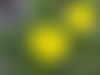 わが家の花(ゴールデンデージー)