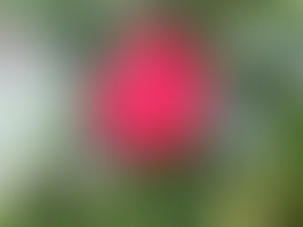 わが家の花(椿)