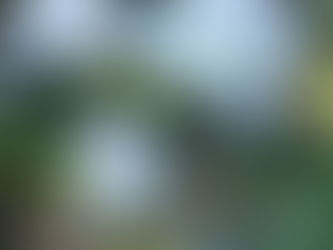 わが家の花(ホンアマリリス)