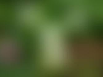 わが家の花(白い花たち 2)