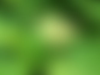 我が家の花 38