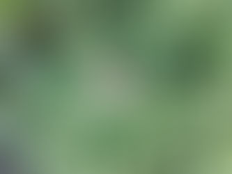 わが家の花(小菊)